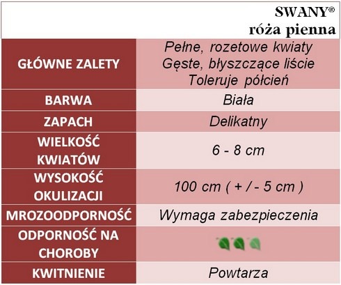 Swany róża pienna